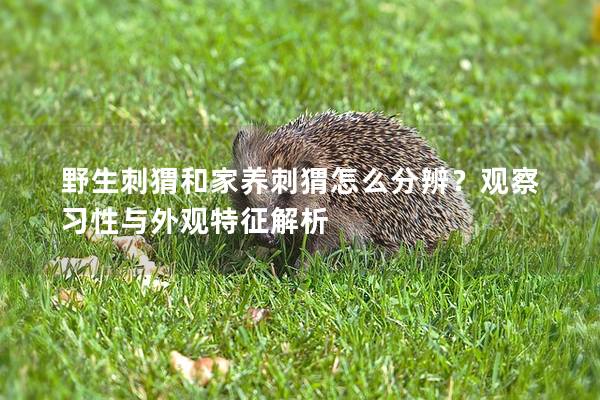 野生刺猬和家養(yǎng)刺猬怎么分辨？觀察習(xí)性與外觀特征解析